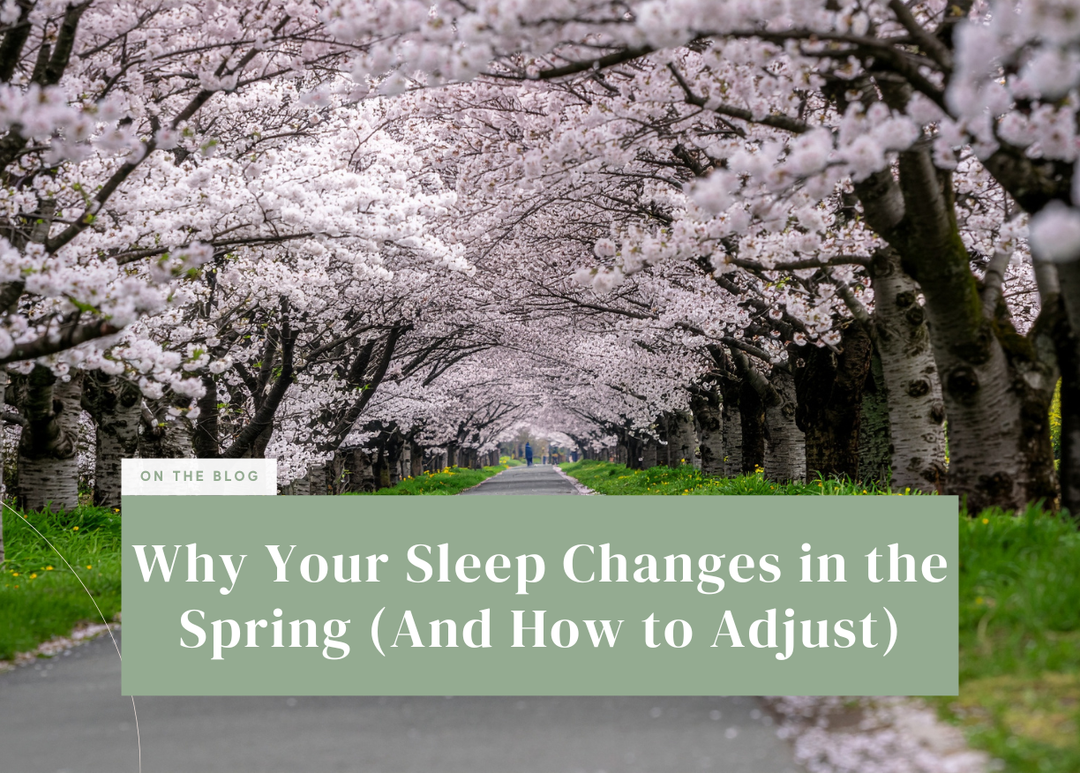 Path lined with blooming cherry blossom trees in spring